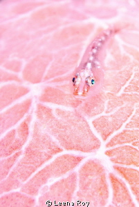 Goby on pink sponge by Leena Roy 